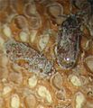 Pharaxonotha esperanzae,adults on microsporofils