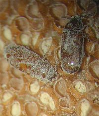 Archivo:Pharaxonotha esperanzae,adults on microsporofils