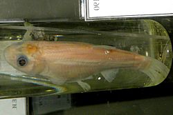 Phoxinus czekanowskii.JPG