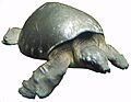 Pig-nosed turtle (Carettochelys insculpta) (cropped)