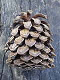Archivo:Pinus canariensis