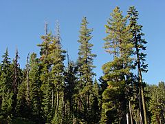Archivo:Pinus monticola1