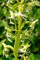 Platanthera lacera - Flickr 003