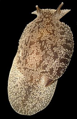 Pleurobranchaea maculata.jpg