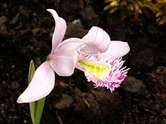 Archivo:Pogonia ophioglossoides Orchi 25