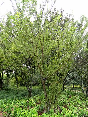 Archivo:Prunus ceraifera - Kunming Botanical Garden - DSC03201