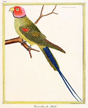 Archivo:Psittacula cyanocephala Martinet