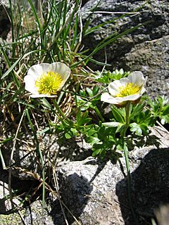 Archivo:Ranunculus glacialis