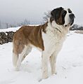 Rey nieve