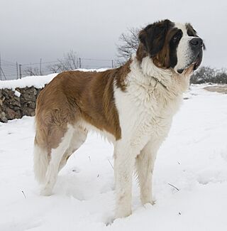 Rey nieve.jpg