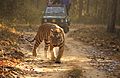 Royal Bengal Tiger Kanha