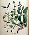 Salvia verbenaca — Flora Batava — Volume v16