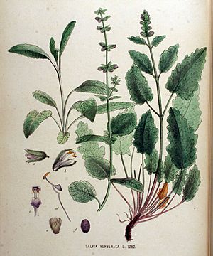 Archivo:Salvia verbenaca — Flora Batava — Volume v16