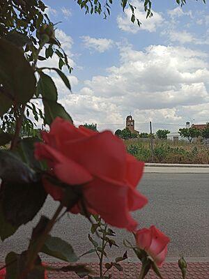 Archivo:San Pascual rosa 1