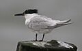Sandwich Tern perched