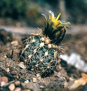 Archivo:Sclerocactus mesae-verdae fh 060 1 COL in cultur B