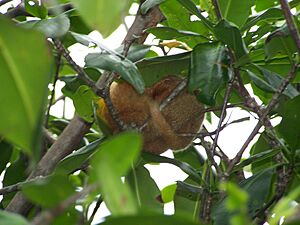 Archivo:Sliky Anteater 2