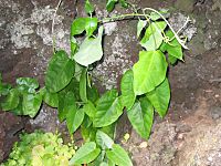 Smilax canariensis (Habitus).jpg
