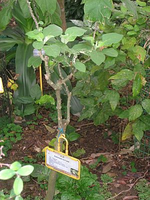 Archivo:Solanum torvum - Hong Kong Botanical Garden - IMG 9622