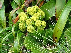 Archivo:Stilbocarpa polaris