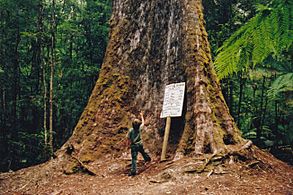 Tasmania logging 01 under tallest tree