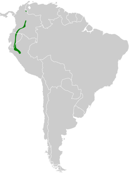 Thamnophilus tenuepunctatus map