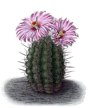 Archivo:Thelocactus bicolor BlKakteenT74
