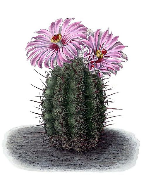 Thelocactus bicolor BlKakteenT74