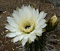 Trichocereus chiloensis 3