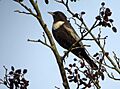 Turdus torquatus2