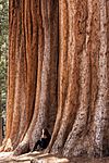 United States - California - Sequoia National Park - 08