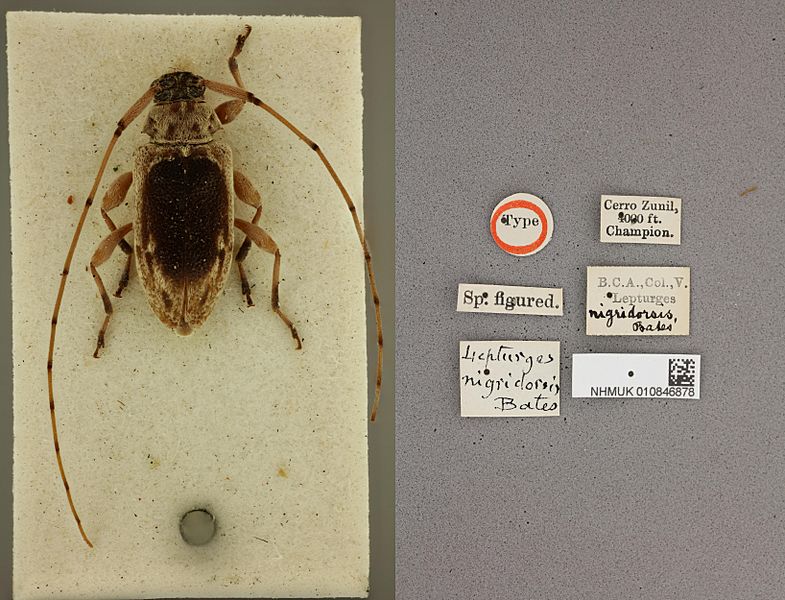 Urgleptes nigridorsis (Bates) Type (36969536730)