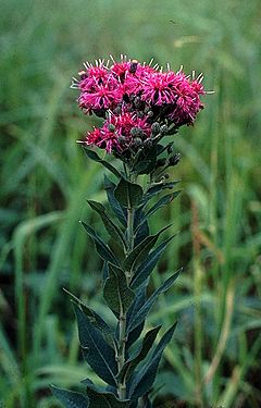 Archivo:Vernonia baldwinii
