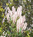 Weinmannia racemosa flowers