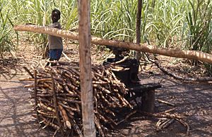 Archivo:Young boy grinding sugar cane in Liberia