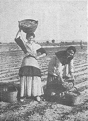 Archivo:1904-11-27, El Gráfico, La recolección del azafrán, 01 (cropped) Transportando las rosas al almacén