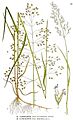 454 Poa nemoralis, Poa palustris