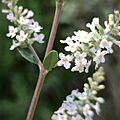 Aloysia gratissima (Verbenaceae) - flowers