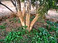 Amla