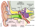 Anatomy of the Human Ear