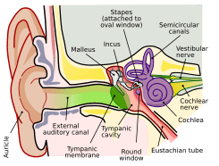 Anatomy of the Human Ear.svg