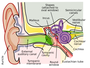 Archivo:Anatomy of the Human Ear