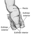 Anorectum-es