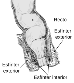 Anorectum-es