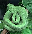 Atheris chlorechis
