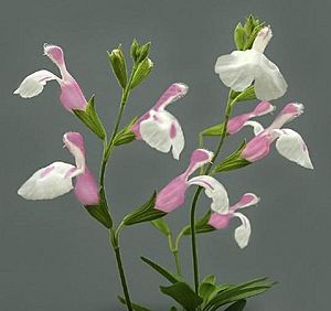 Archivo:Autumn Sage 'Teresa' (Salvia greggii)