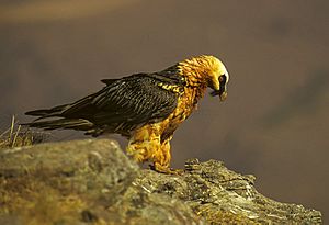 Archivo:Bearded Vulture - Giant Castle 010001 (15280863060)