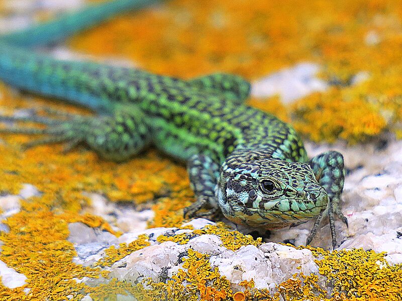 Beautiful little Dragon (26946713600)