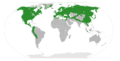 Betulaceae Distribution