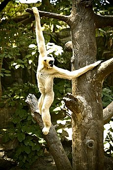 Archivo:Brachiating Gibbon (Some rights reserved)